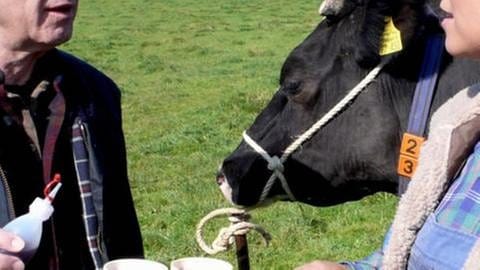 Dr. Lichter und Bea stehen bei einer Kuh auf der Weide