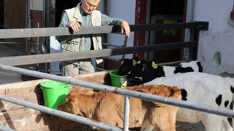 Karl steht bei den Kälbchen am Außenstall