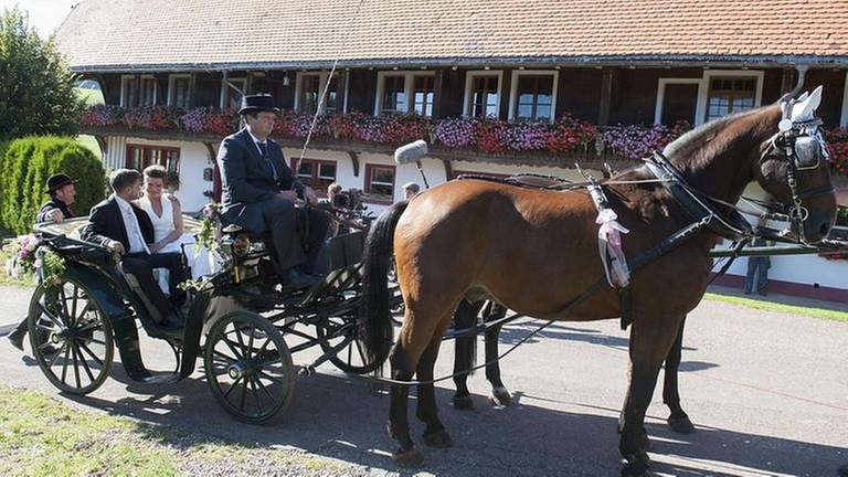 Eva und Andreas sitzen in der Hochzeitskutsche, die von einem Pferd gezogen wird