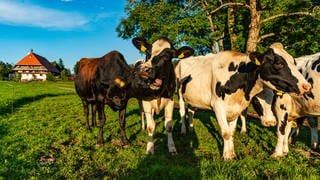 Schwarzbunte Kühe im Vordergrund, im Hintergrund der Fallerhof