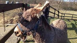 Doudou, der kleine Esel