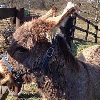 Doudou, der kleine Esel