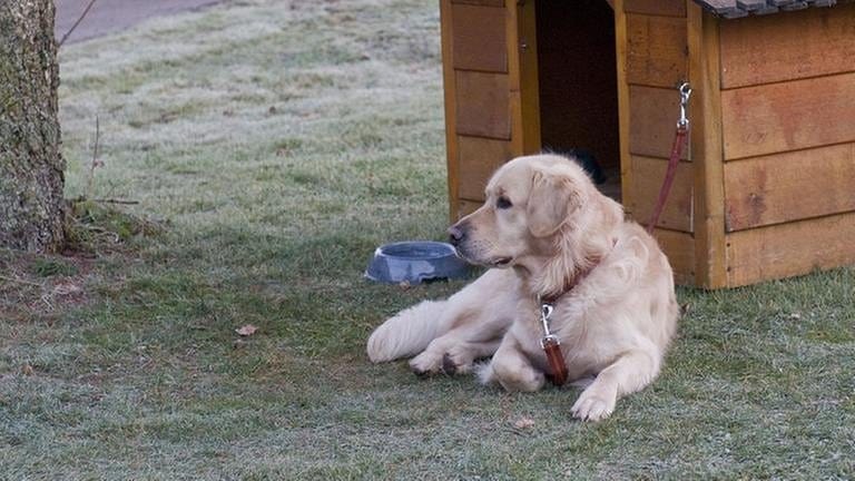 Hofhund Willy liegt vor seiner Hundehütte