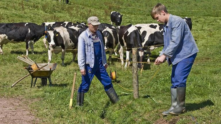 Sebastian und Karl ziehen einen Zaun, im Hintergrund schwarzbunte Kühe auf grüner Wiese