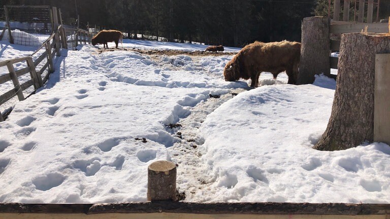 Spurensuche: was führte die Bahntouristen früher nach Toblach? Im Tierpark werden wir fündig.