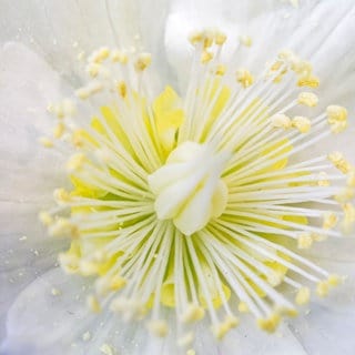 Christrose in voller Blüte