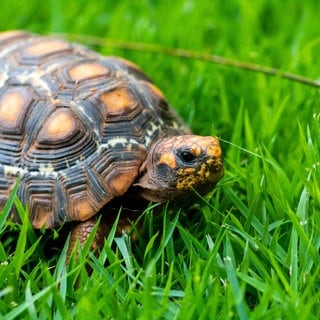 Schildkröte im Gras