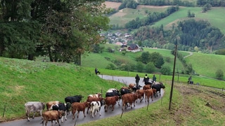 Almabtrieb in Oberried