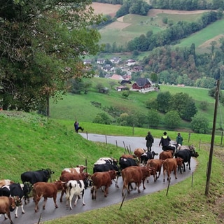 Almabtrieb in Oberried