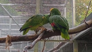 Papageien-Pärchen verliebt sich im Vogelpark Karlsruhe