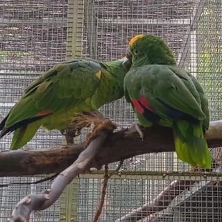 Papageien-Pärchen verliebt sich im Vogelpark Karlsruhe