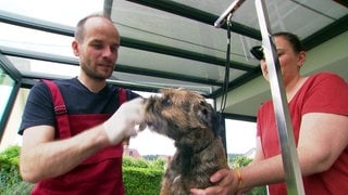 Tobias Haug aus Mössingen ist Hunde-Friseur. Er frisiert einen Terrier.