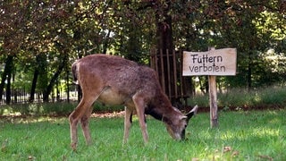 Mufflon Phil grast auf einer Wiese mit einem Füttern-Verboten-Schild im Favoritepark Ludwigsburg