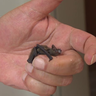 eine Baby-Fledermaus sitzt auf einer Hand