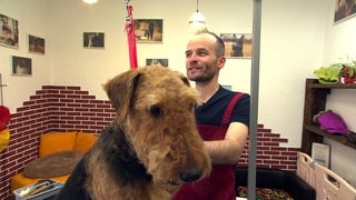 Tobias Haug arbeitet als mobiler Hundefriseur und trimmt Hunde