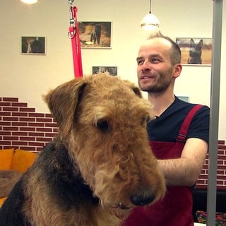 Tobias Haug arbeitet als mobiler Hundefriseur und trimmt Hunde