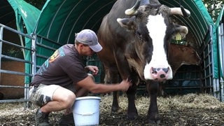 Ochse auf den Argenhof in Amtzell wird geputzt