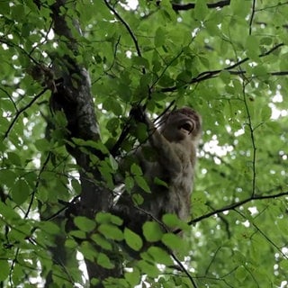 Ein Berberaffe sitzt in einem Baum