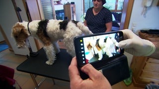 Hundefriseur Tobias Hauf fotografiert einen Hund mit einem Handy