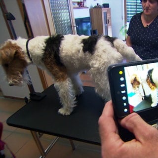 Hundefriseur Tobias Hauf fotografiert einen Hund mit einem Handy