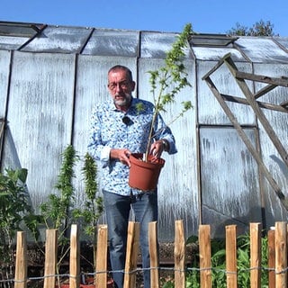 Gartenexperte Volker Kugel steht vor einem Gewächshaus hält eine Cannabis-Pflanze in einem Blumentopf