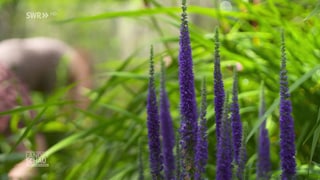 Blumen im Garten