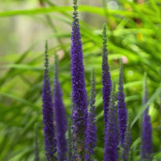 Blumen im Garten