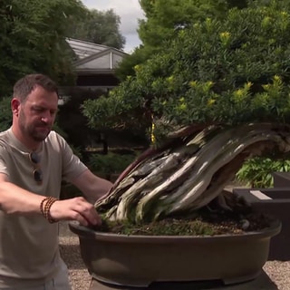 Edis Ziegler mit Bonsai-Baum