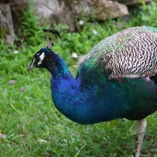 Pfau Olaf spaziert durch den Friedhof