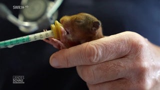 Ein Eichhörnchenbaby wird mit Milch aufgepeppelt