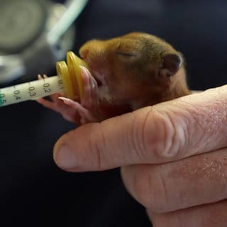 Ein Eichhörnchenbaby wird mit Milch aufgepeppelt