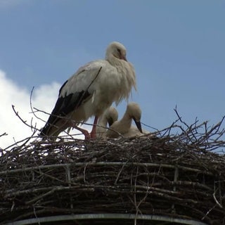 Storch