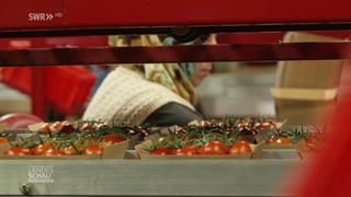 Tomaten auf Fließband