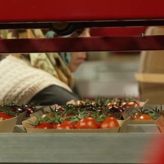 Tomaten auf Fließband