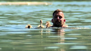 Patrick Furch schwimmt mit Entenküken im Breitenauer See