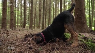 Sonja mit dem Revierförster im Mainhardter Wald