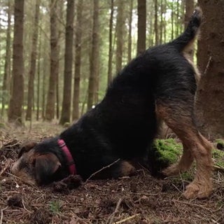 Sonja mit dem Revierförster im Mainhardter Wald