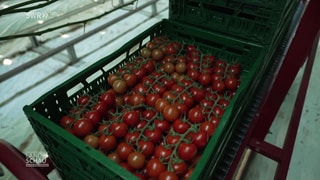 Tomaten