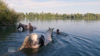 Baden mit Pferd am Baggersee Grötzingen