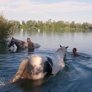 Baden mit Pferd am Baggersee Grötzingen