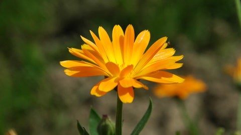 Ringelblume im Kräuterbeet und Hochbeet