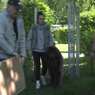 Frauchen mit Hund und Personen die mit anpacken