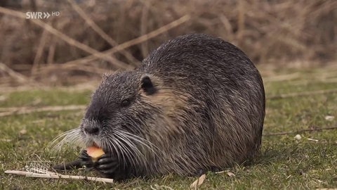 Nutria