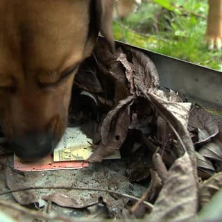 Hund Fred erschnüffelt Geld