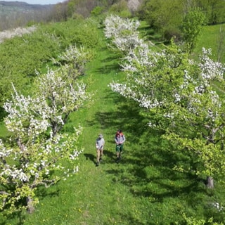 Streuobstwiesen-Berater auf dem Weg die Obstbäume zu kontrollieren.