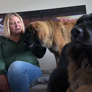 Familie Kaisser sitzt mit zwei Leonberger Hunden auf dem Sofa