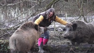 Gerettete Wildschweine