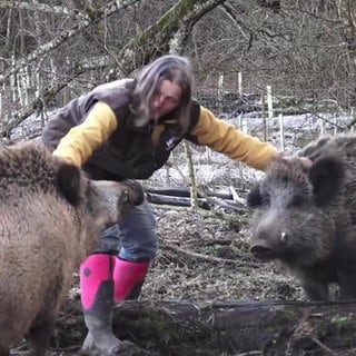 Gerettete Wildschweine