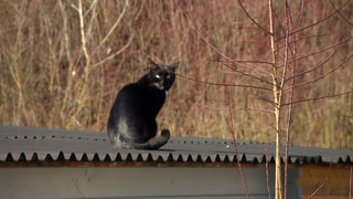 Ein schwarzer Kater auf einem Dach.