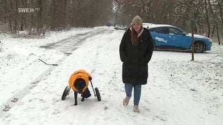 Gelähmter Labrador läuft mit Rollstuhl durch Schnee mit seiner Besitzerin Laura